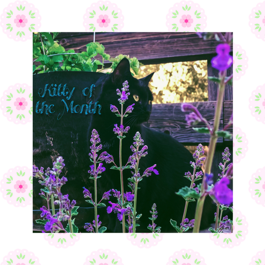 Kitty of the Month June 2020