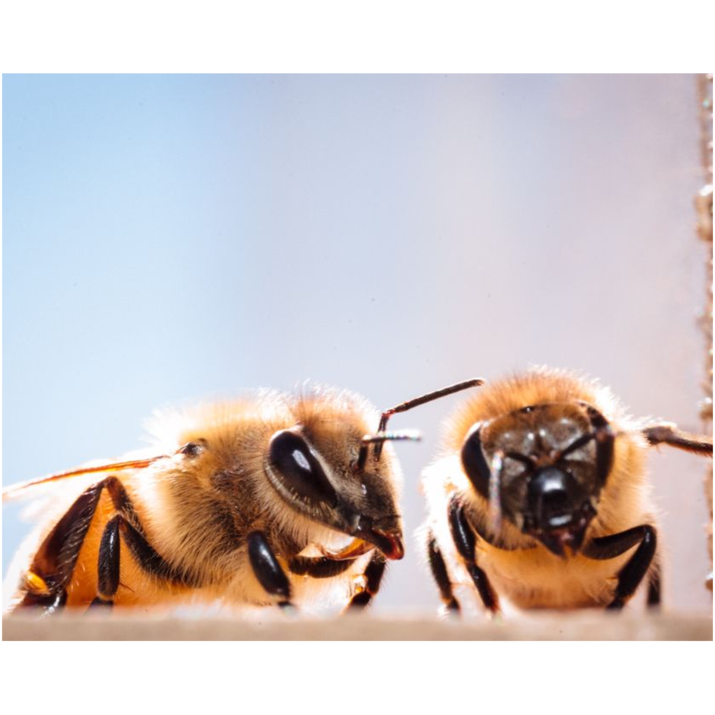Two Bees Lustre Print