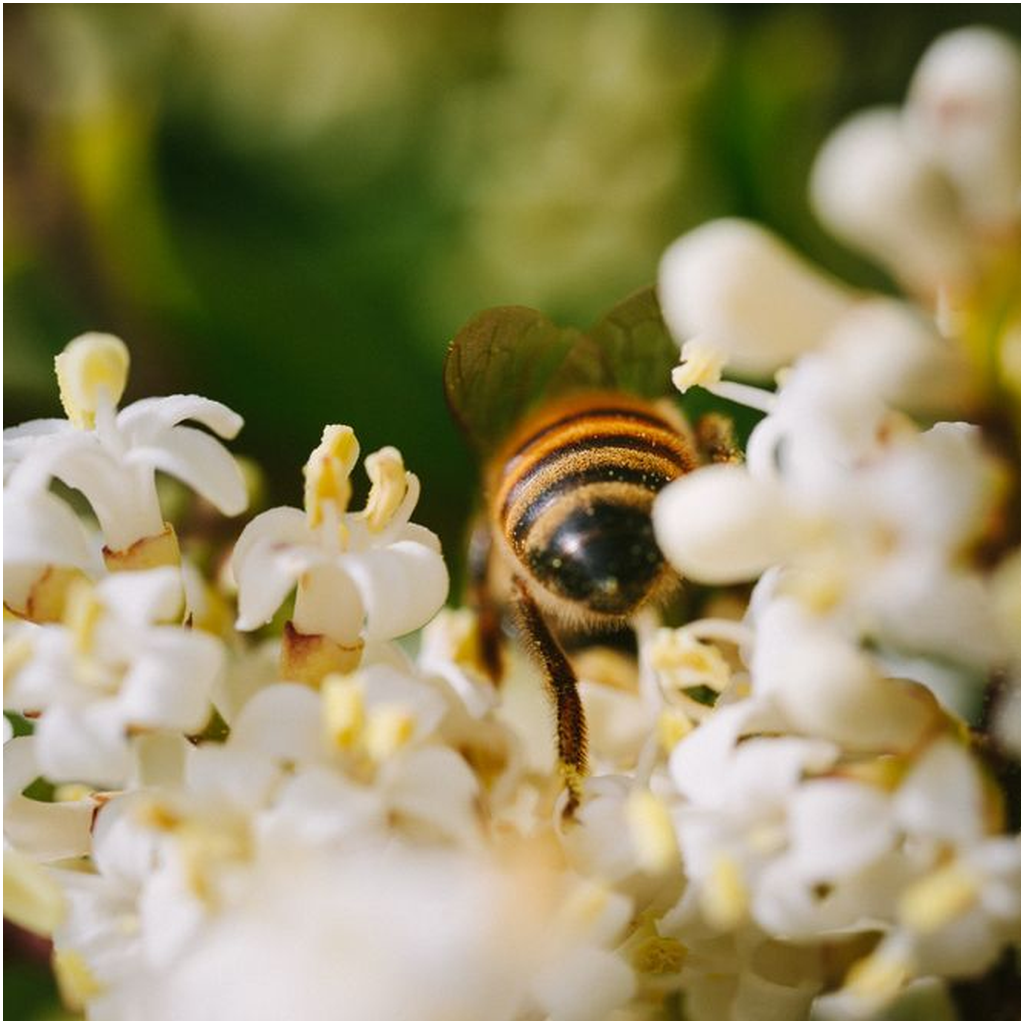 Bee in White Flowers Lustre Print