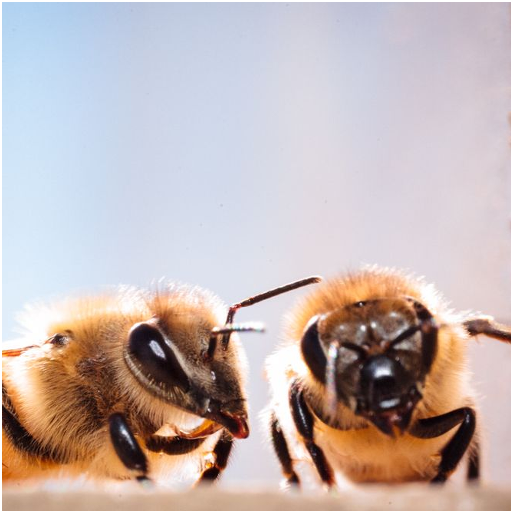 Two Bees Lustre Print