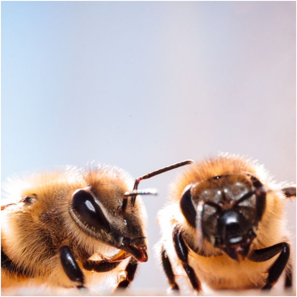 Two Bees Lustre Print
