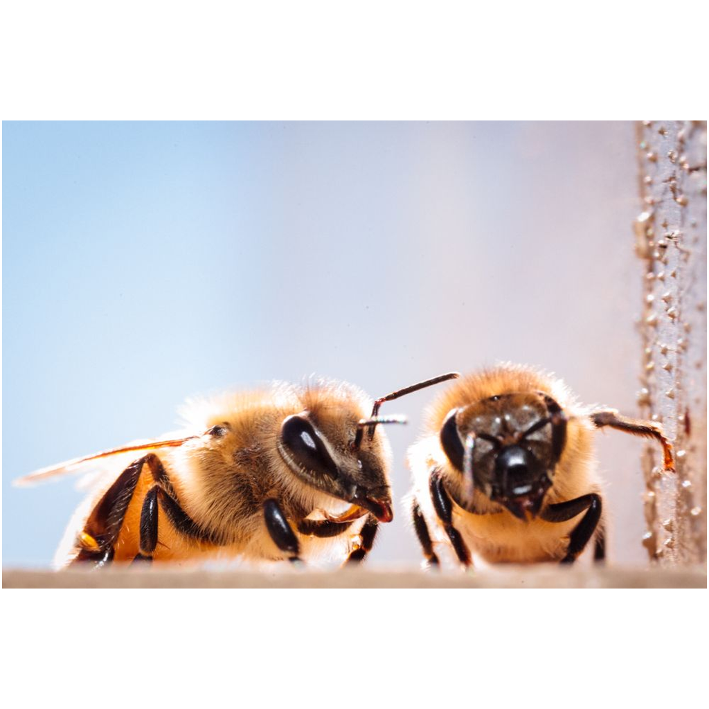 Two Bees Lustre Print