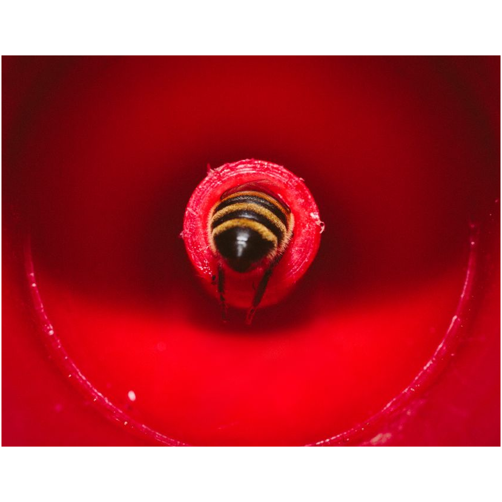 Bee in a Feeder Lustre Print