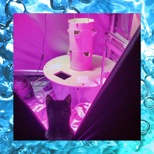 Midnight's Garden Update