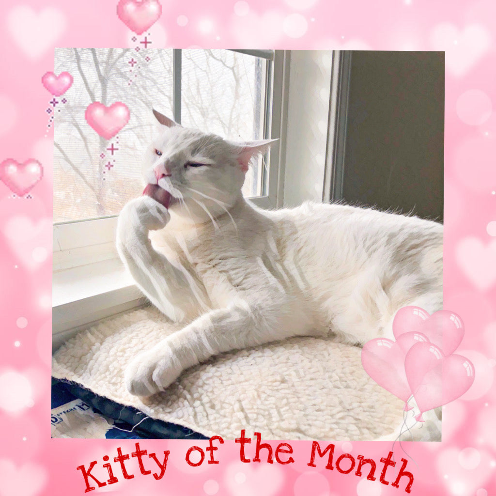 Kitty of the Month February 2021 – Official Cat Lady