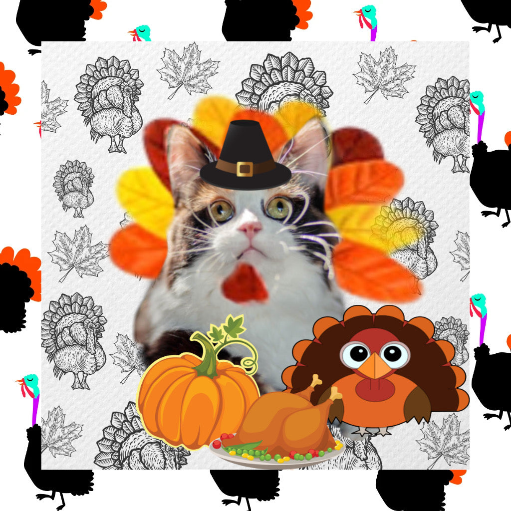 Kitty of the Month November 2020