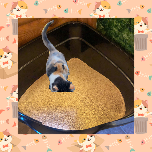 Litter Boxes, EWWWW!