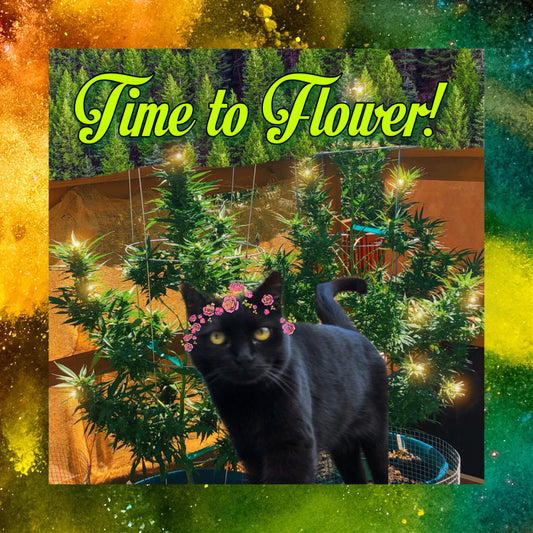 It's Flower Time!
