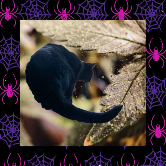 Midnight has Mites!