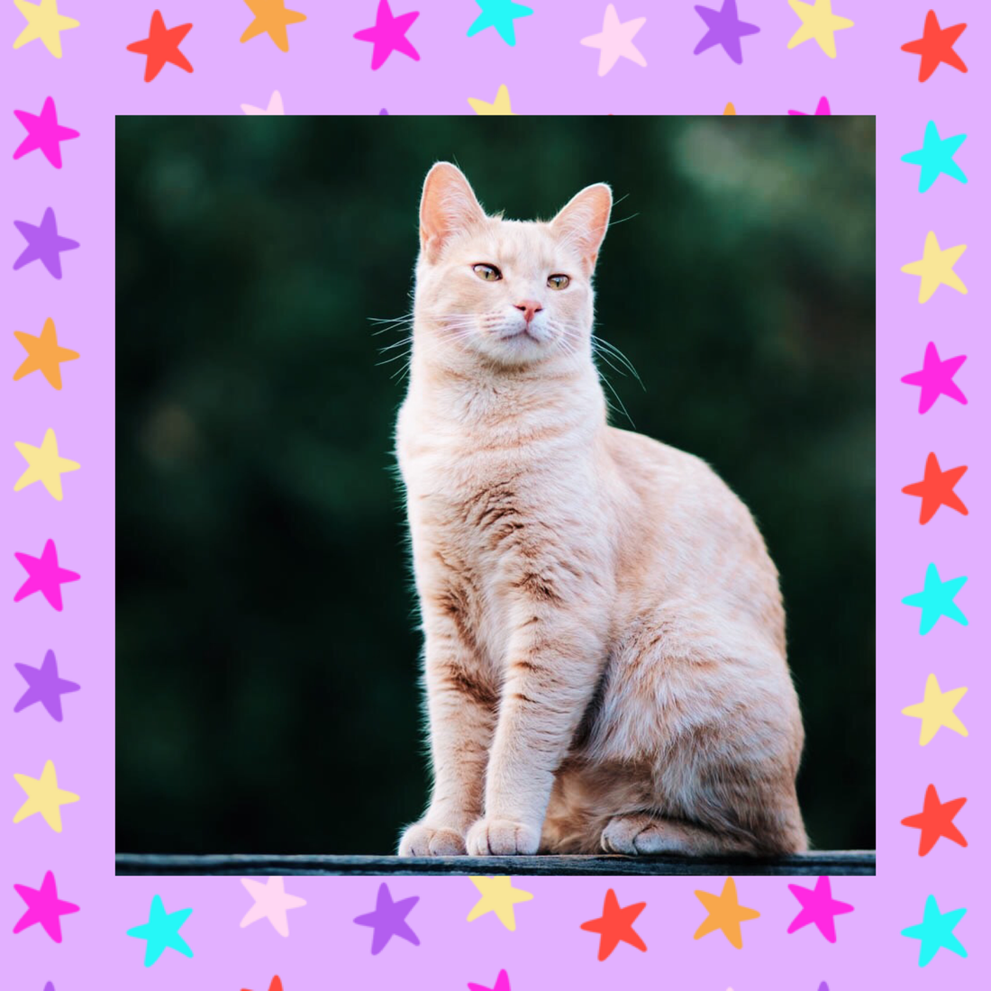 Kitty of the Month September 2020