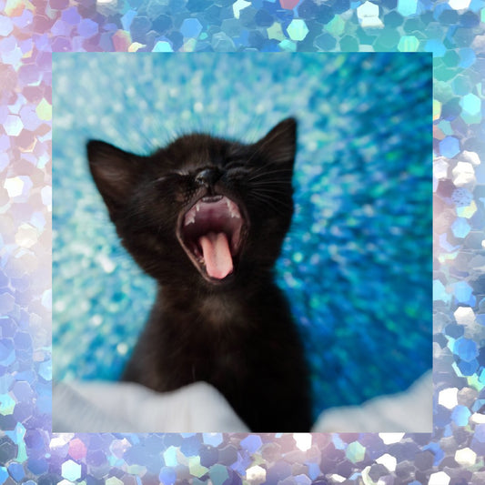 Do Cats Get Jealous?