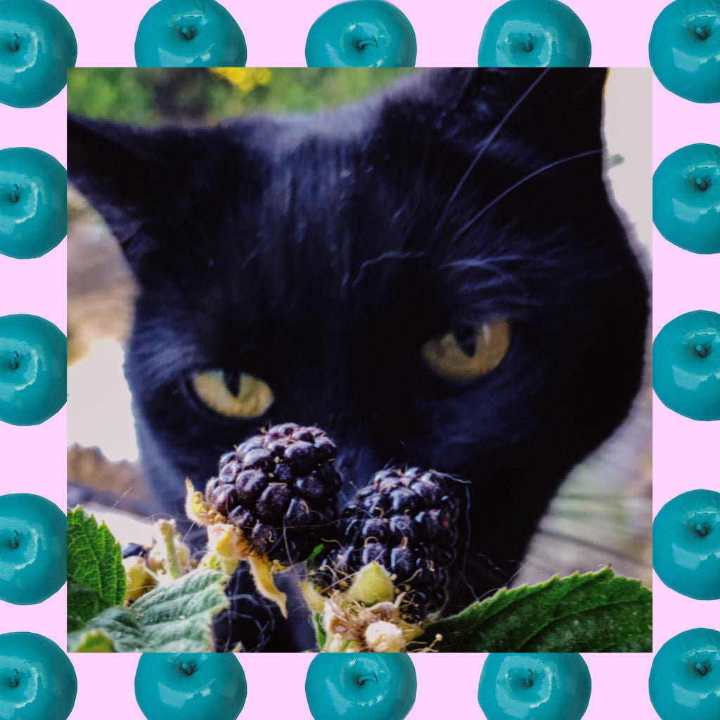 Boo's Berries are Being Bitten!