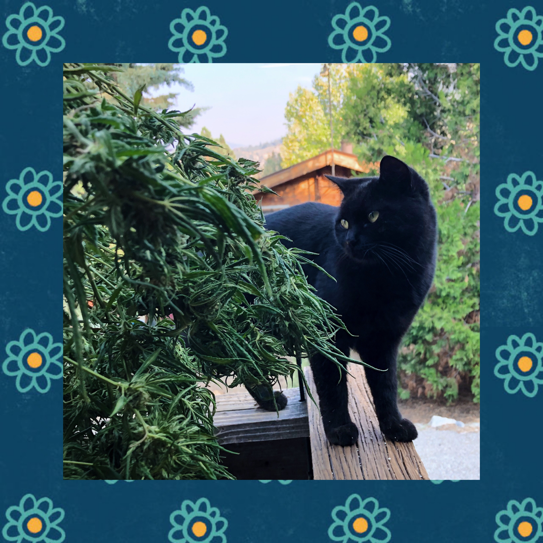 Tree Choppin' Time