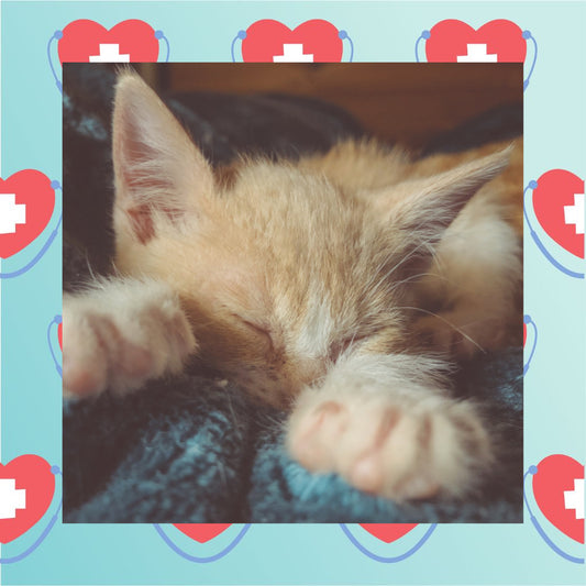 Kittens Update!