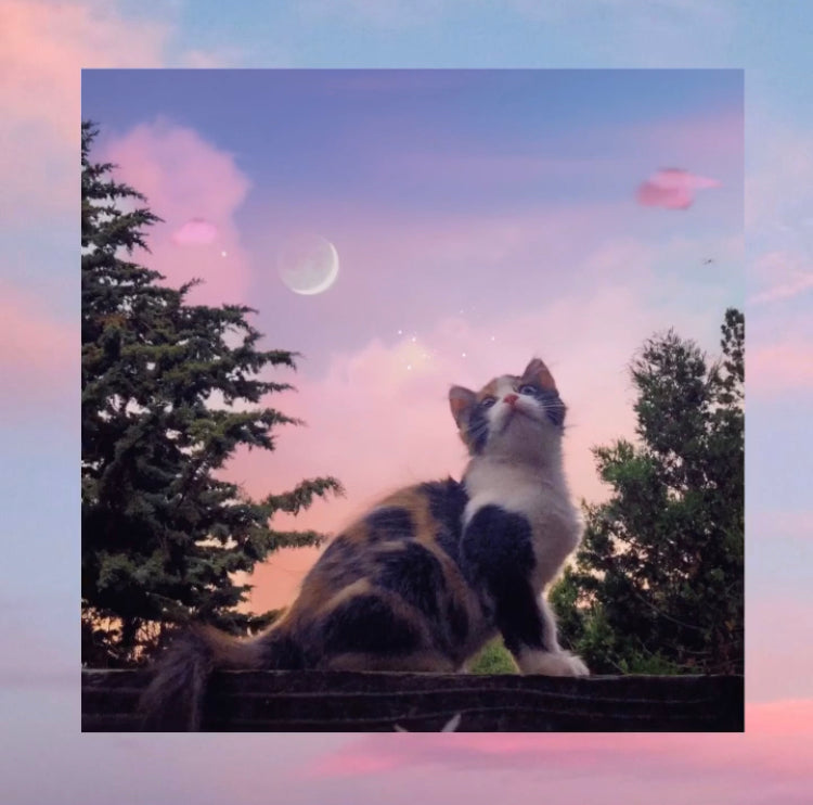 Kitty of the Month August 2020