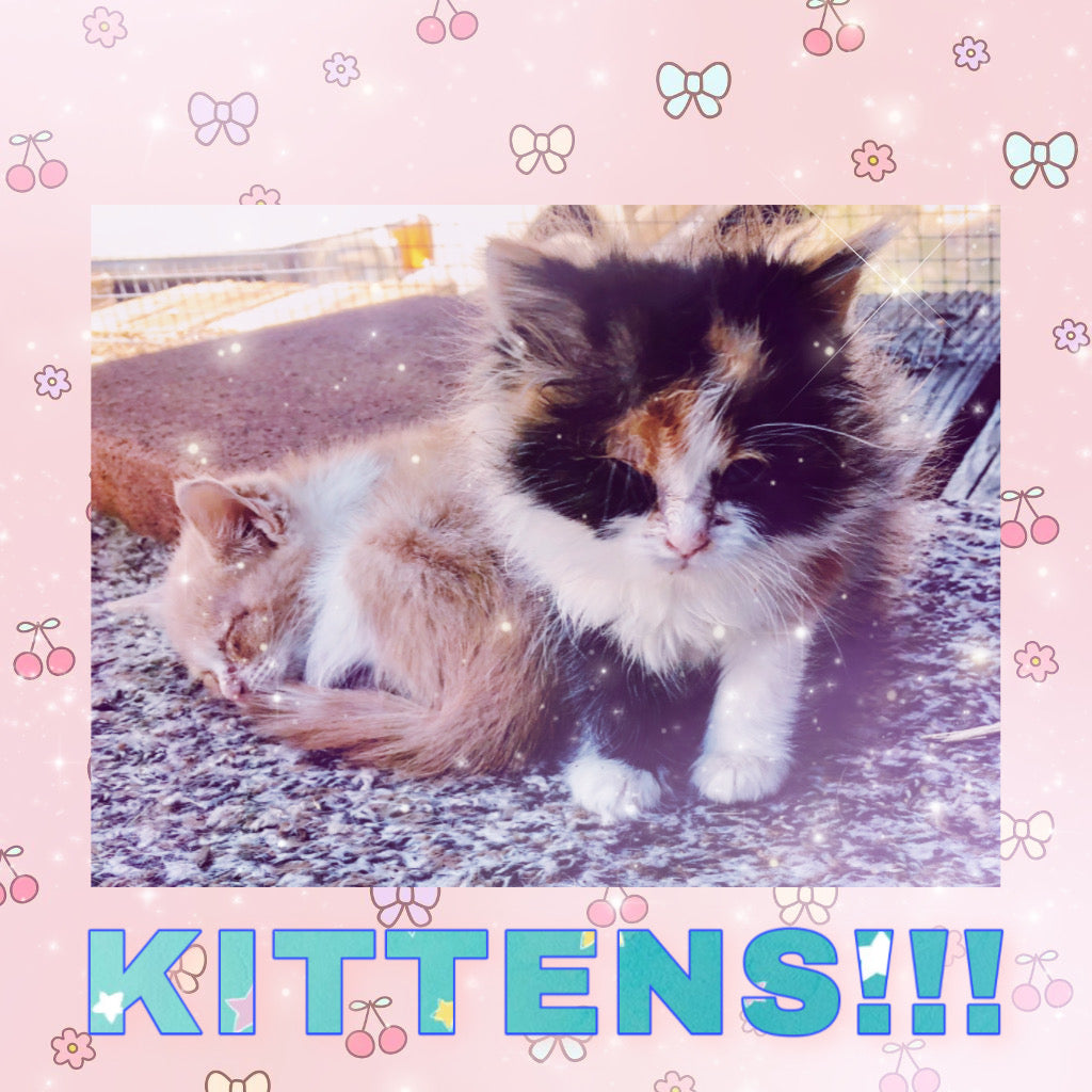 KITTENS!