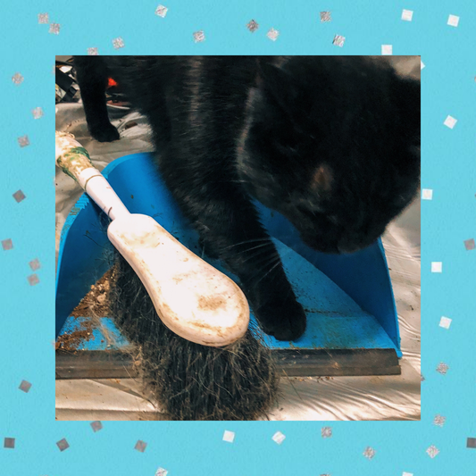 Cleanliness is Kittyness