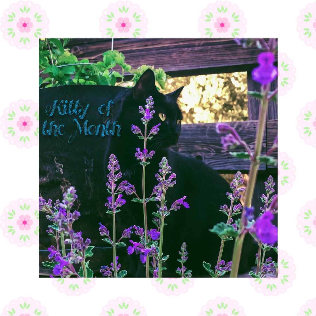 Kitty of the Month June 2020