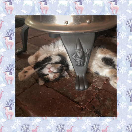 Keeping Kitties Cool