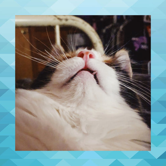 Lil' Fluff Has a Loose Tooth!