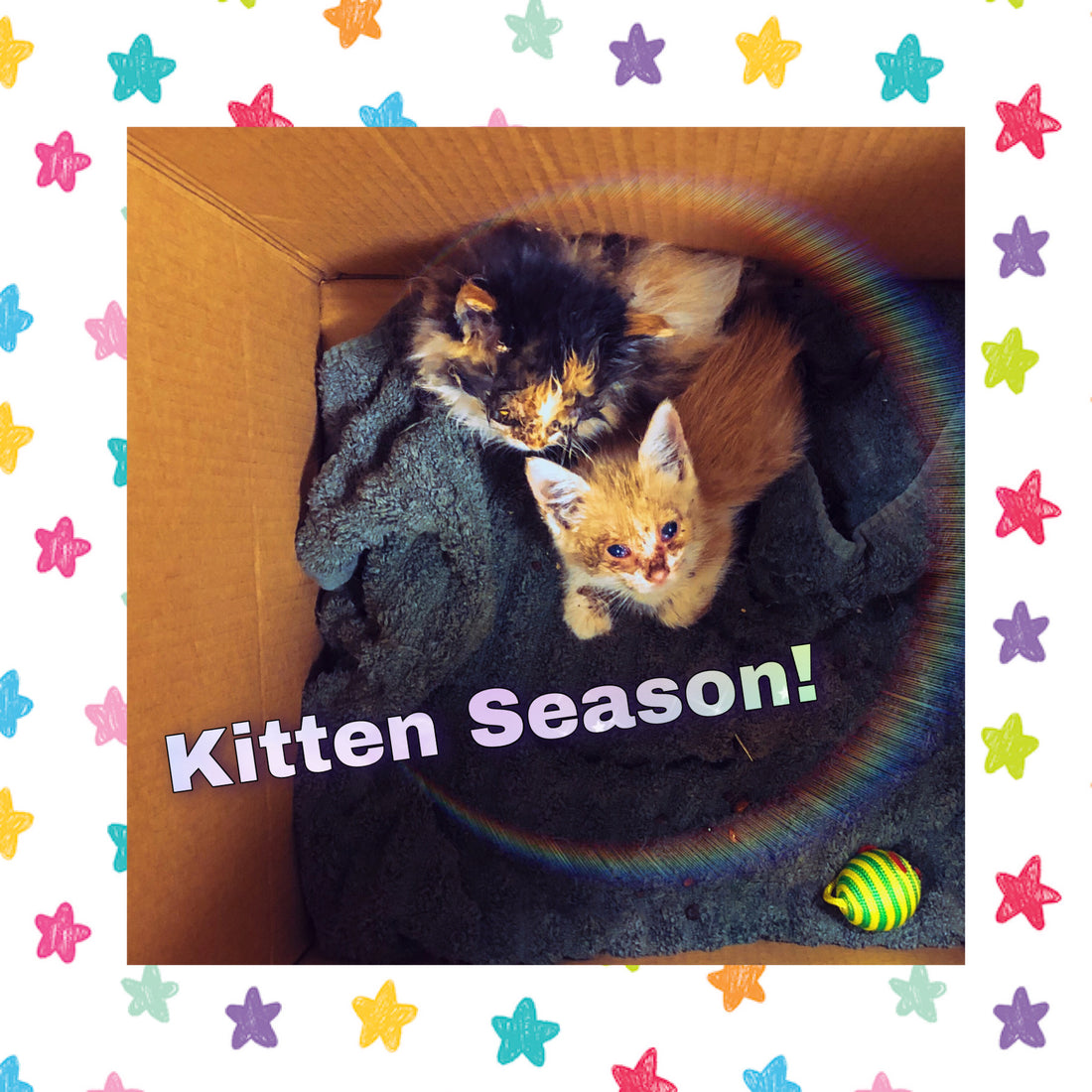 Kitten Season is Upon Us!