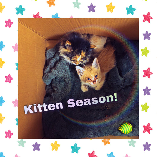 Kitten Season is Upon Us!