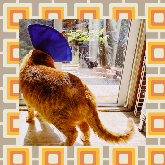 All hail the great Lampidicus