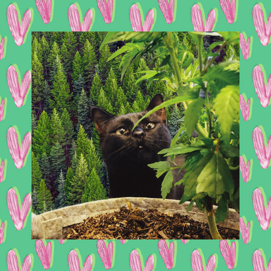 Potting Up!