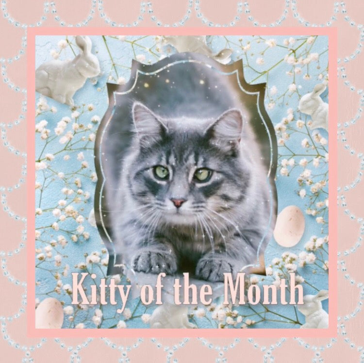 Kitty of the Month April 2020
