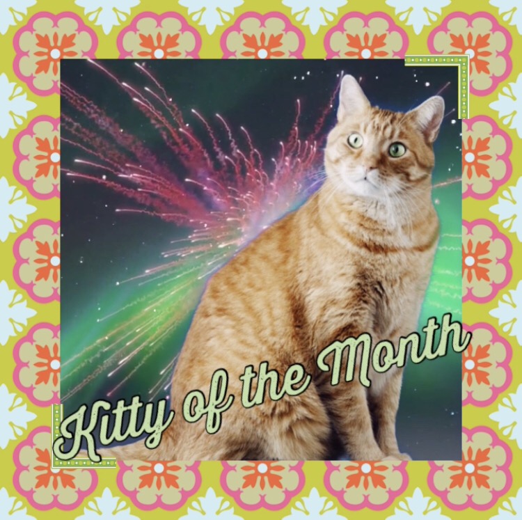 Kitty of the Month March 2020
