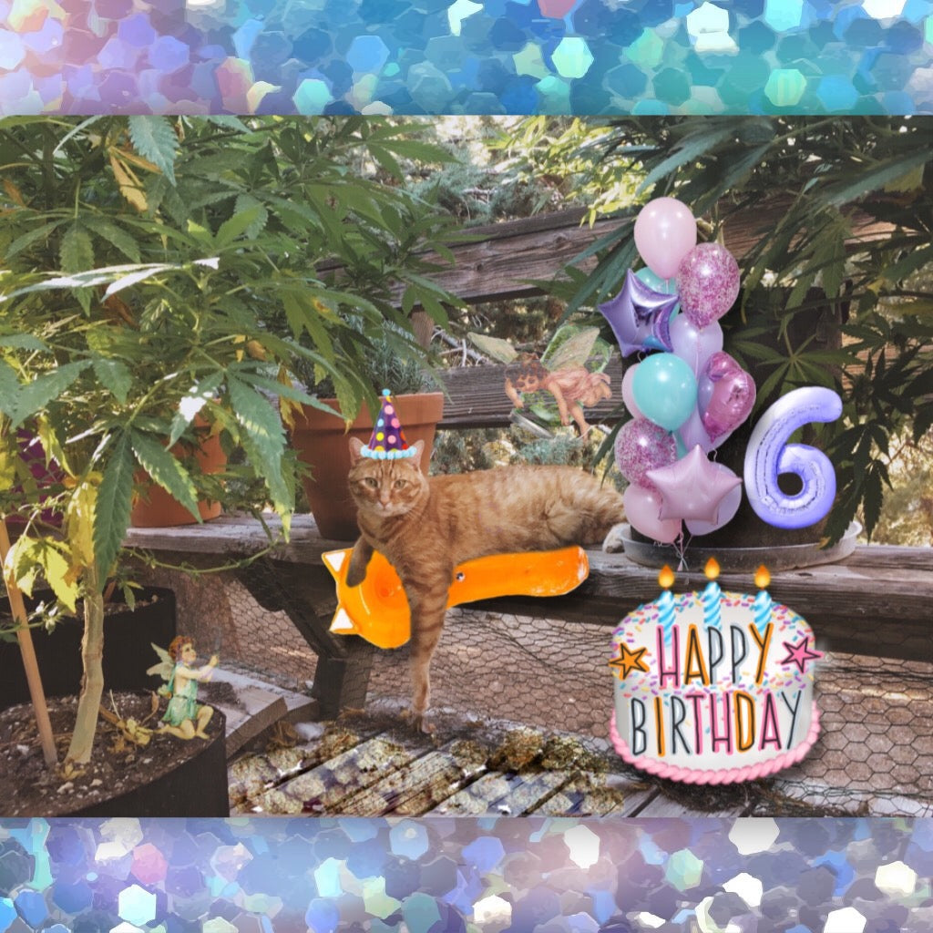 Happy Birthday Pooh Bierre!!!