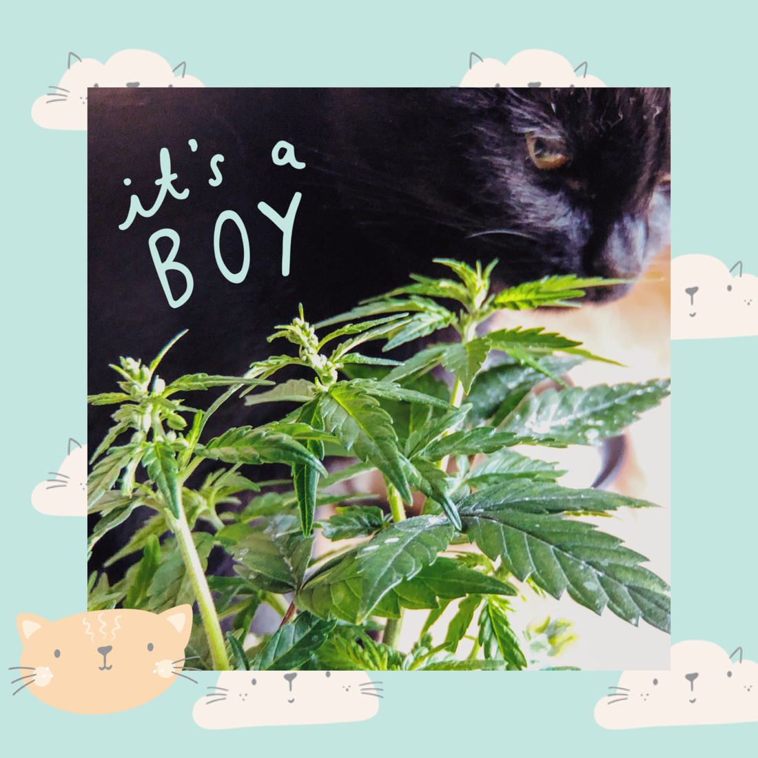 It's a Boy!