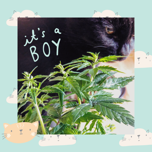 It's a Boy!