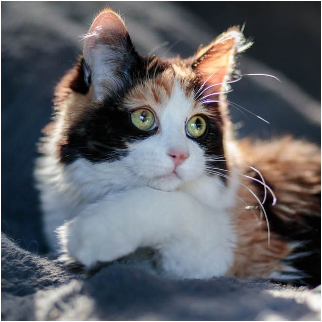 Pretty Kitty Editing