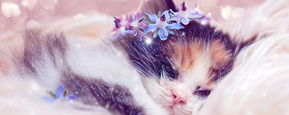 Bettina Monique Chavez - Official Cat Lady - Cannabis Cat Lady