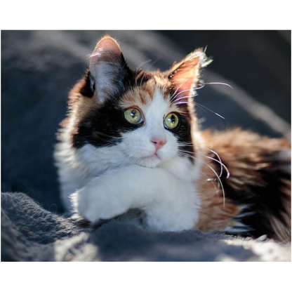 Pretty Kitty Editing