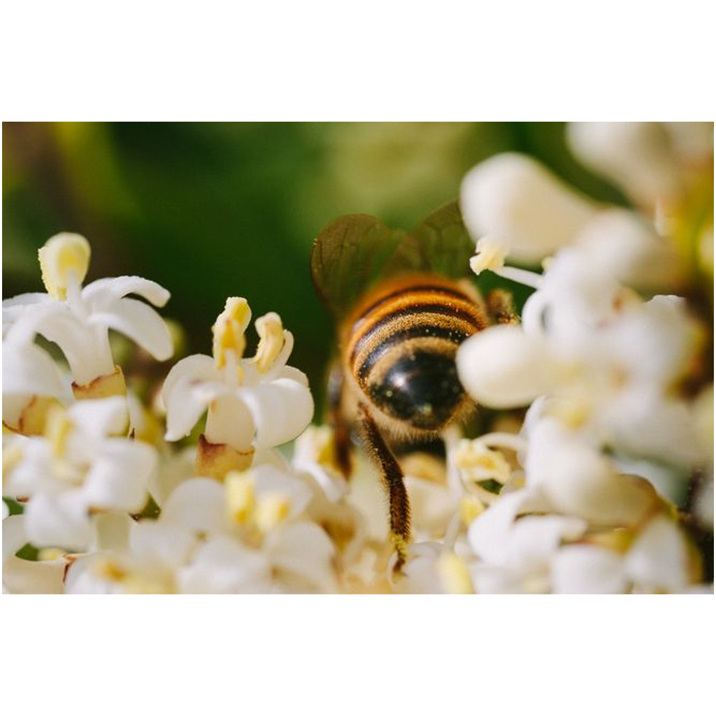 Bee in White Flowers Lustre Print