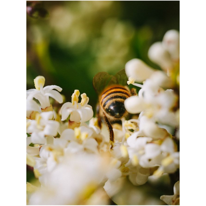 Bee in White Flowers Premium Art Print