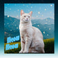 Cat Collage