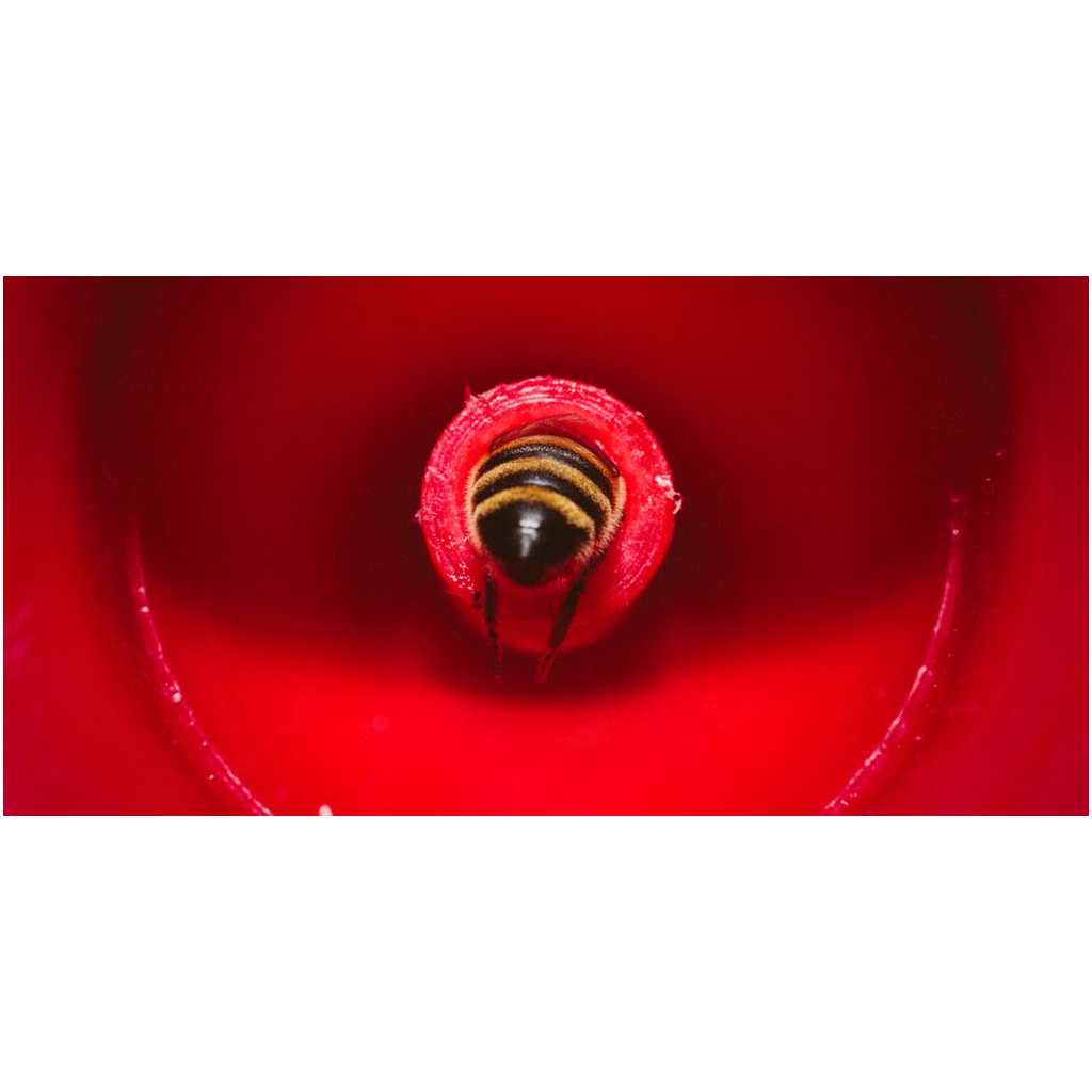 Bee in a Feeder Lustre Print