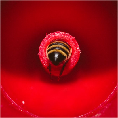 Bee in a Feeder Lustre Print