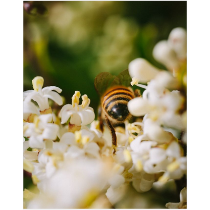 Bee in White Flowers Premium Art Print