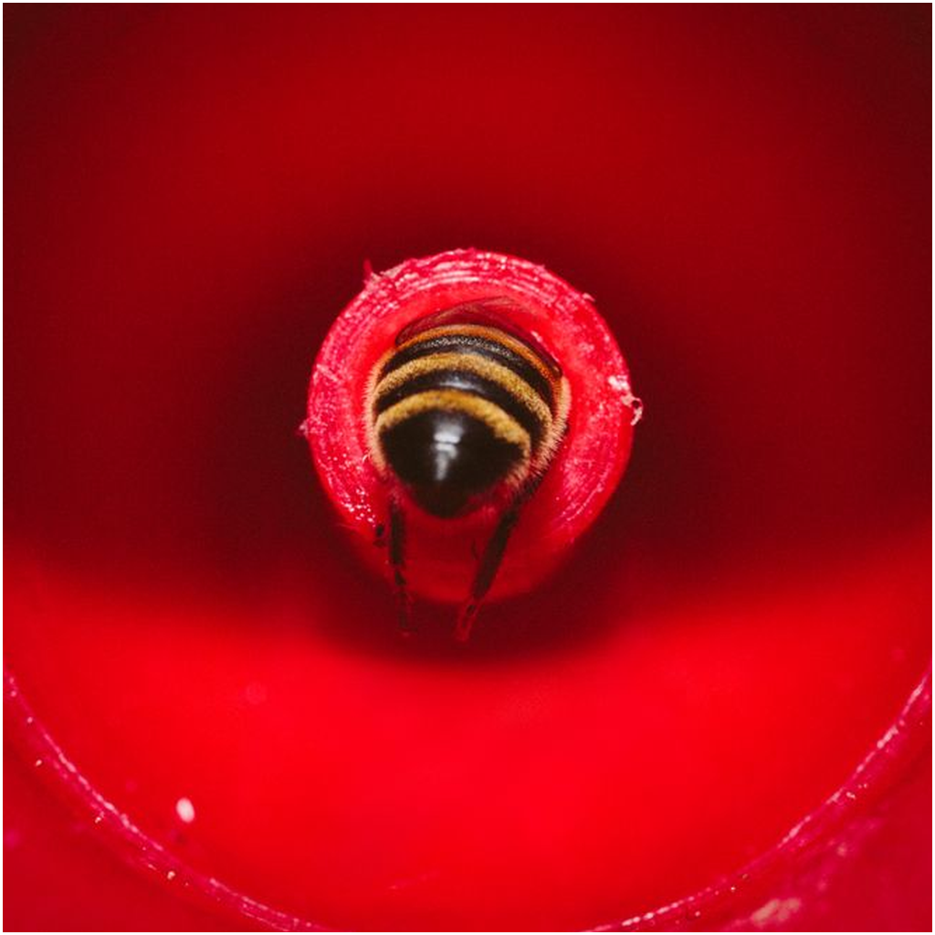 Bee in a Feeder Lustre Print