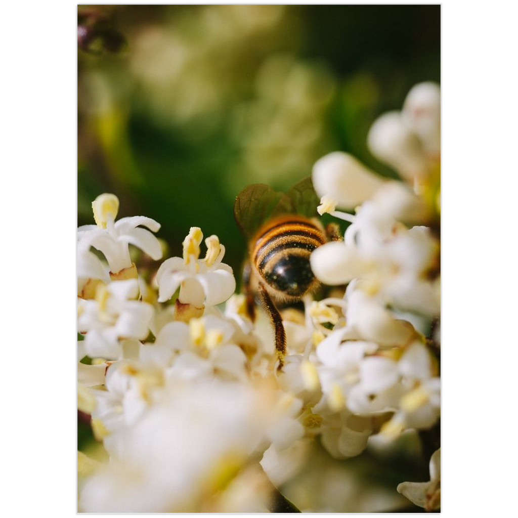 Bee in White Flowers Premium Art Print