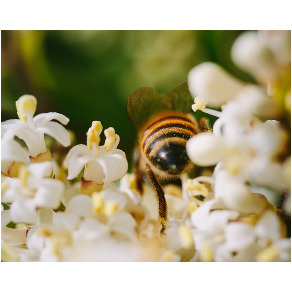 Bee in White Flowers Lustre Print