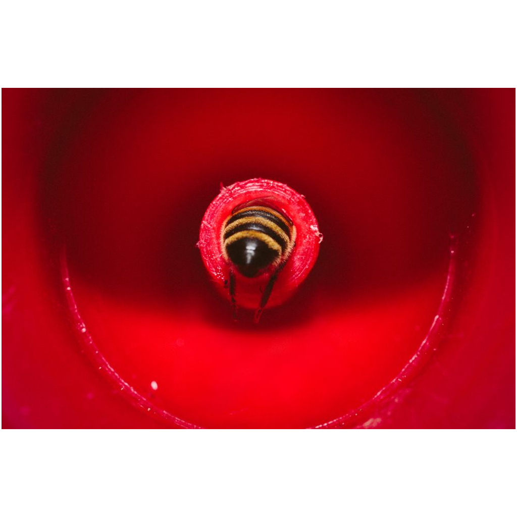 Bee in a Feeder Lustre Print