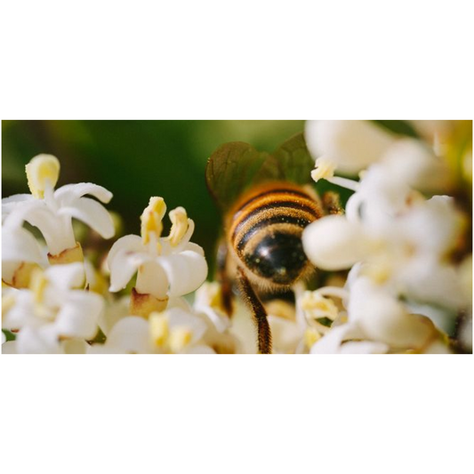 Bee in White Flowers Lustre Print