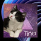 Cat Collage