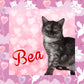 Cat Collage