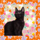 Cat Collage